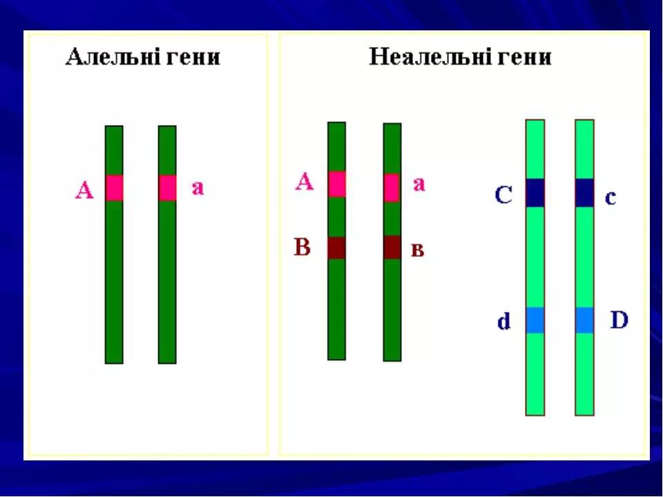 Обе пары генов расположены в разных хромосомах. Аллельные и неаллельные гены. Что такое ген аллельные гены. Аллейные и неаллйные гены. Неаллельные и неаллелтеые гены.