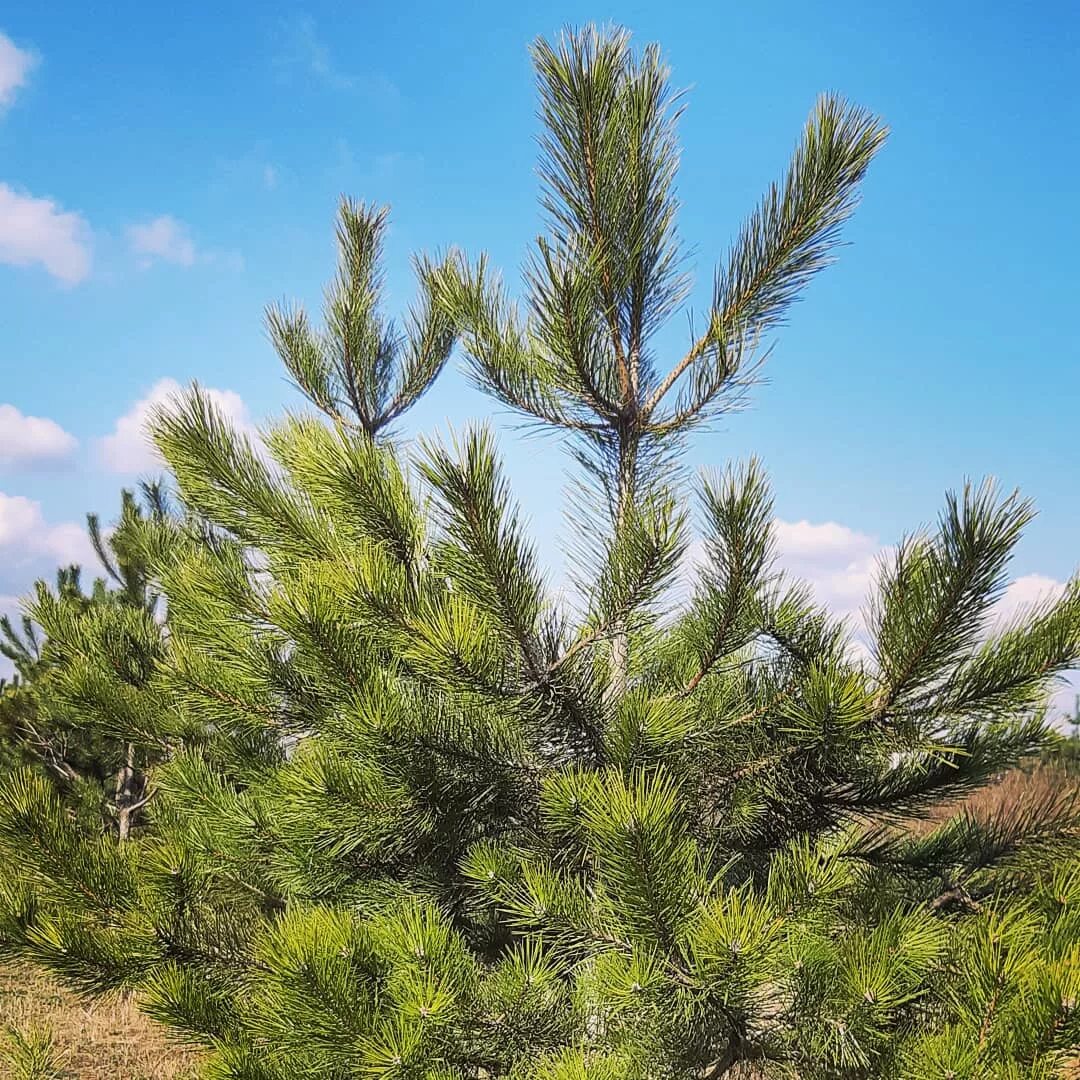 Хвойные крыма. Сосна Палласа Крымская. Сосна Крымская (Pinus pallasiana d.don.). Сосна Крымская (Палласа) Pinus pallasiana. Сосна Судакская.