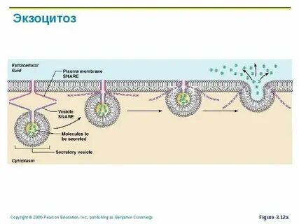 Функциональная роль эндоцитоза