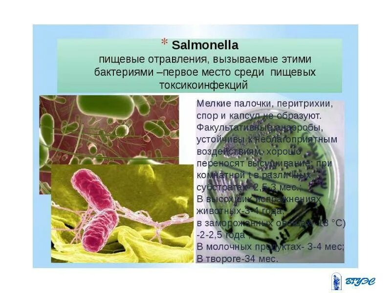 Сальмонеллез и пищевые токсикоинфекции. Пищевое отравление сальмонеллез. Сальмонеллез пищевая токсикоинфекция. Микроорганизмы вызывающие пищевые отравления. Отравление сальмонеллезом