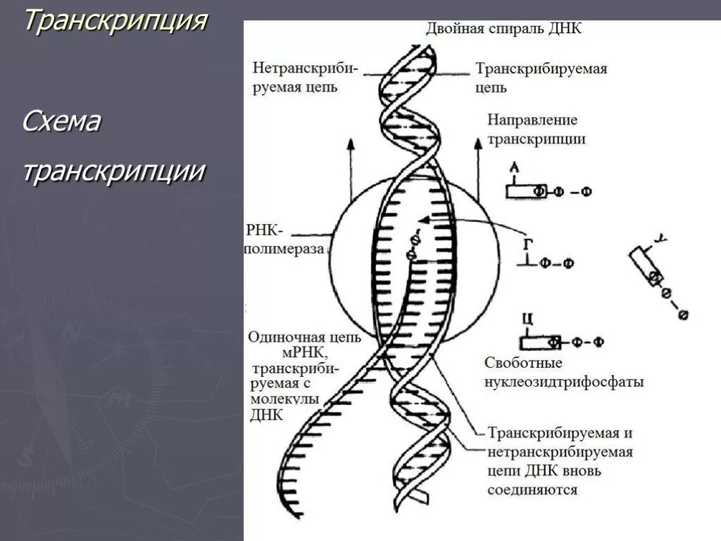 Транскрибируемая днк направление. Схема транскрипции. Схема процесса транскрипции. Транскрипция биология. Процесс транскрипции в биологии.