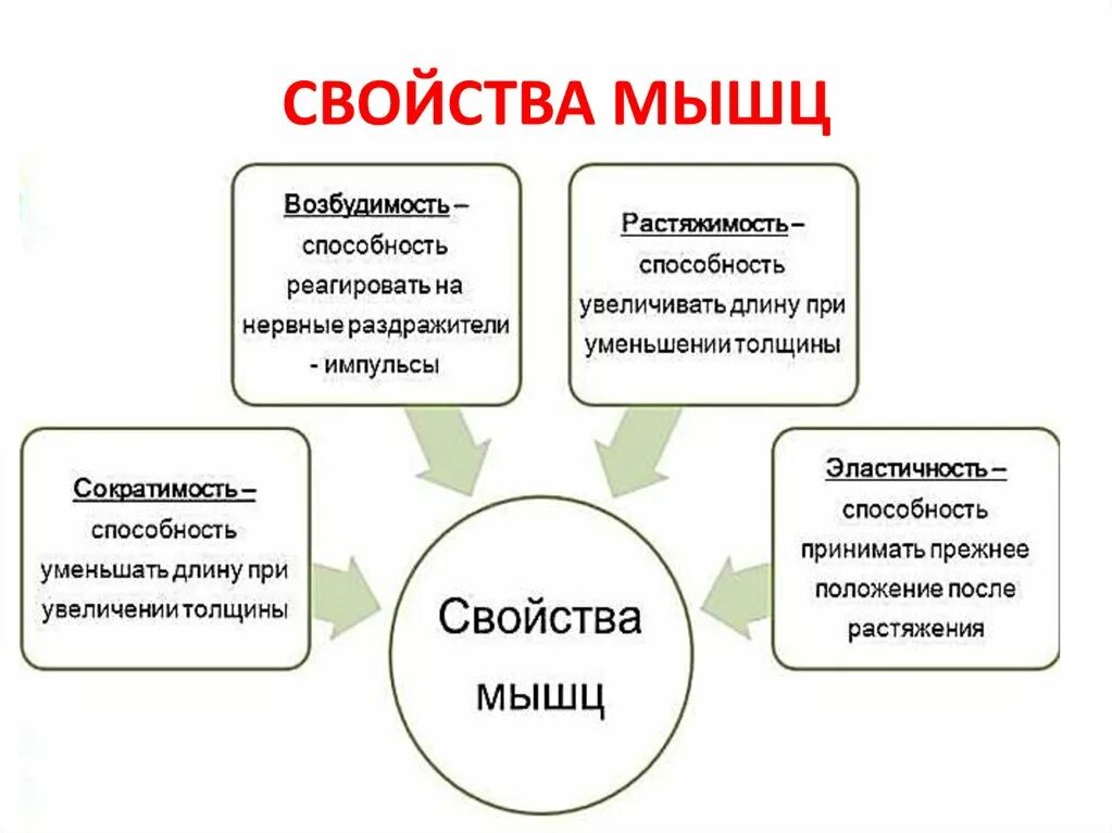 Свойства мышц. Механические свойства мышц. Общие свойства мышц. Биомеханические свойства мышц.