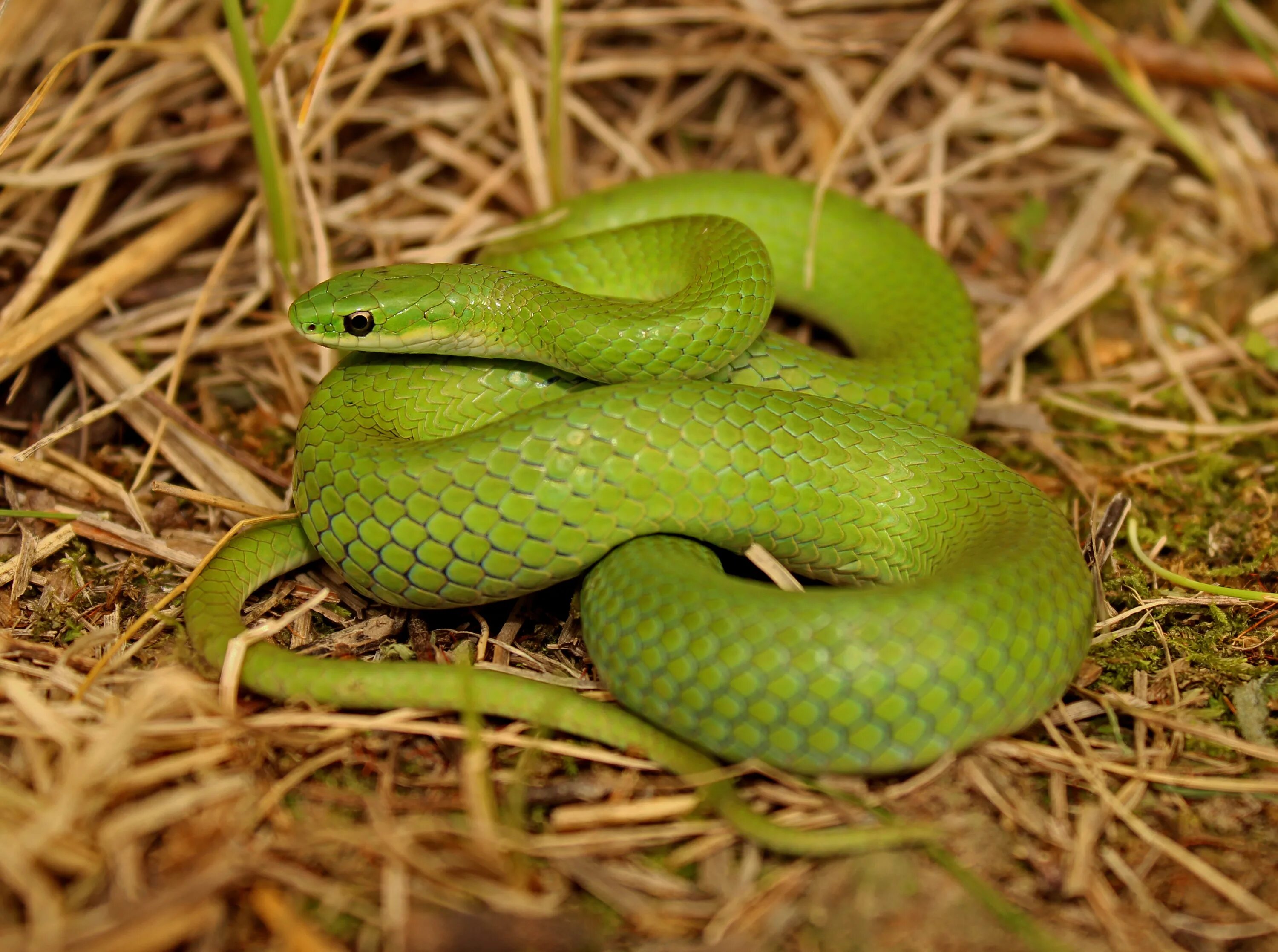 Зеленая змея фото название. Trimeresurus popeiorum. Зеленый полоз. Зеленый полоз змея. Зеленая болотная гадюка.