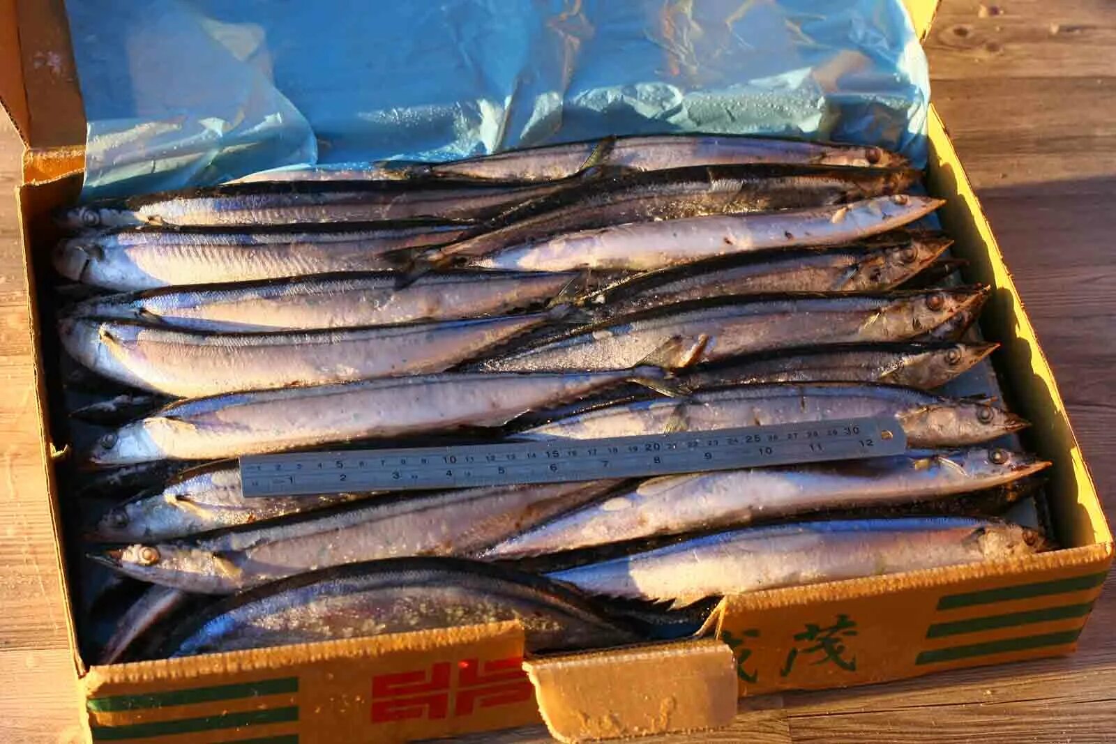 Сайра свежая. Сайра баренцево море. Сайра тихоокеанская свежемороженая. Сайра замороженная. Мойва свежемороженая.