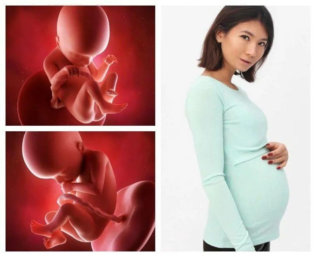 Забеременела в 20. Ребёнок в 20 недель беременности. 20ьнеделя беременности. Плод на 20 неделе беременности. Малыш на 20 неделе беременности.