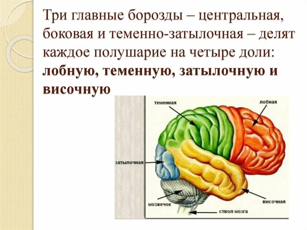 Каждое полушарие состоит из долей