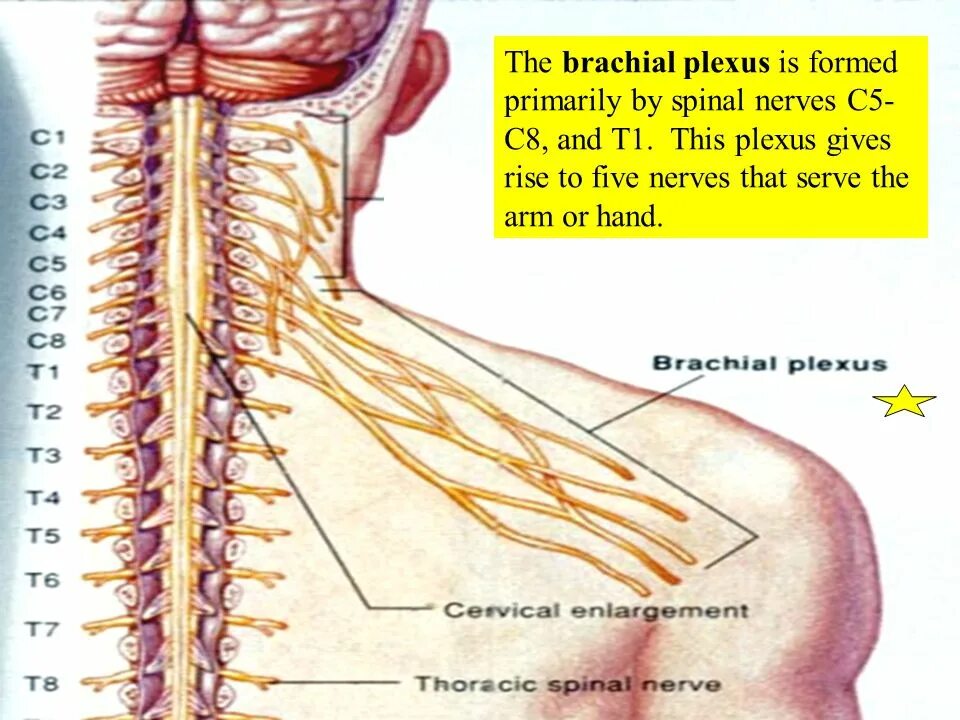 Getting on nerve перевод. C5-c6 nerves. нервы c5 c6. c5, c6 nerve innovation. спинномозговые нервы. сплетения / spinal nerves. plexuses.