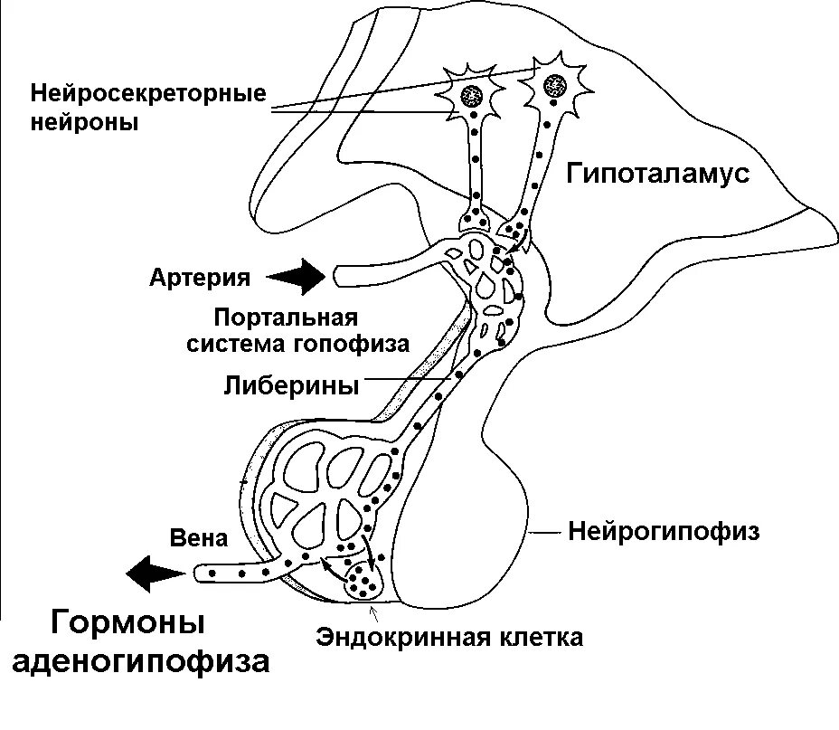 Диффузная структура гипофиза. Регуляция гипоталамо-гипофизарной системы. схема гипоталамо-гипофизарной нейросекреторной системы. схема гипоталамо гипофизарная система схема. гипоталамо гипофизарная система гистология рисунок.