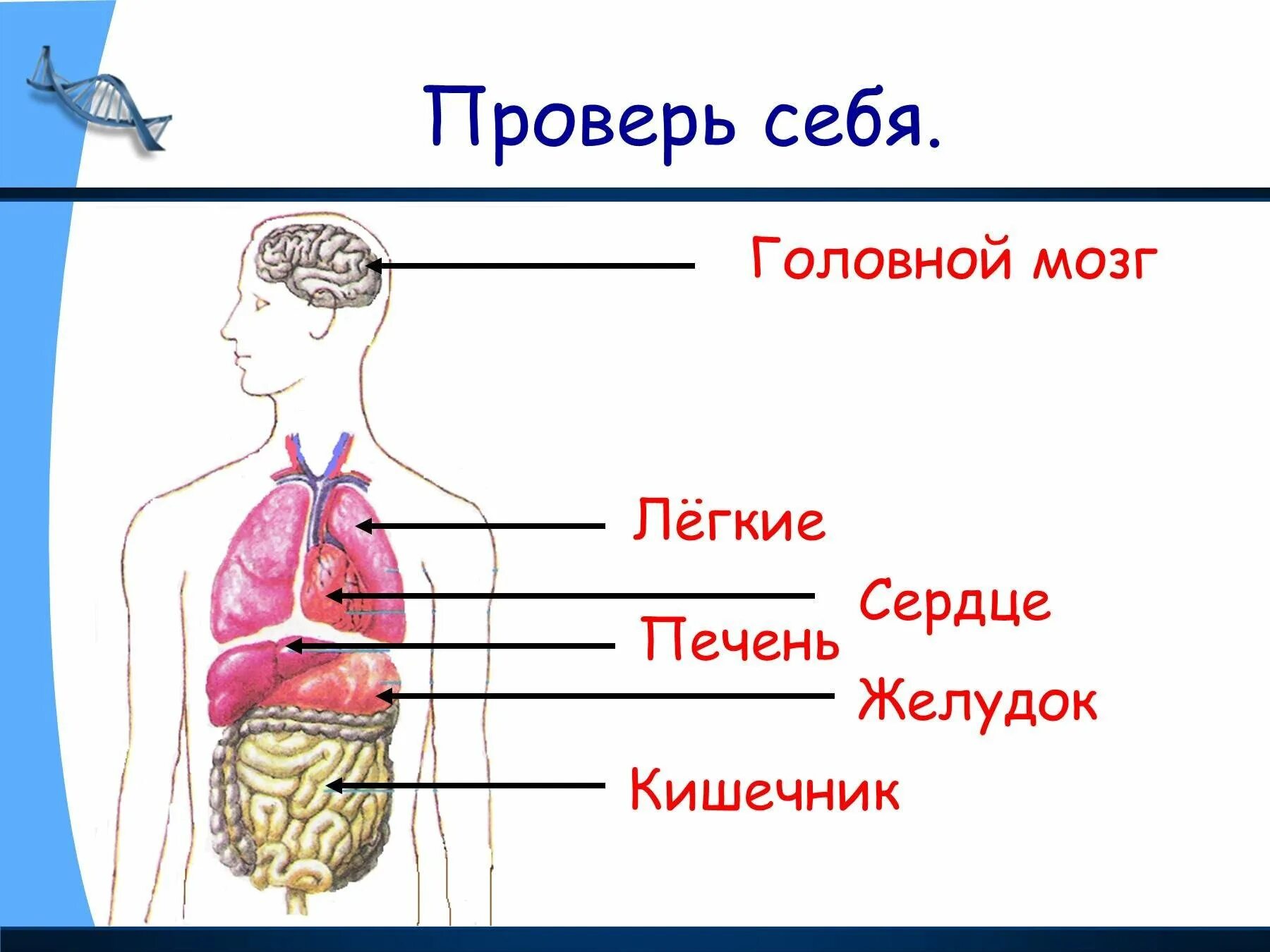 Строение человека 2 класс окружающий мир презентация. Строение тела человека. Внутреннее строение человека. Внешнее и внутреннее строение человека. Строение организма 3 класс.