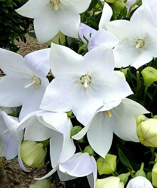 Платикодон вайт. Платикодон astra white. платикодон фуджи вайт. платикодон крупноцветковый фуджи вайт.