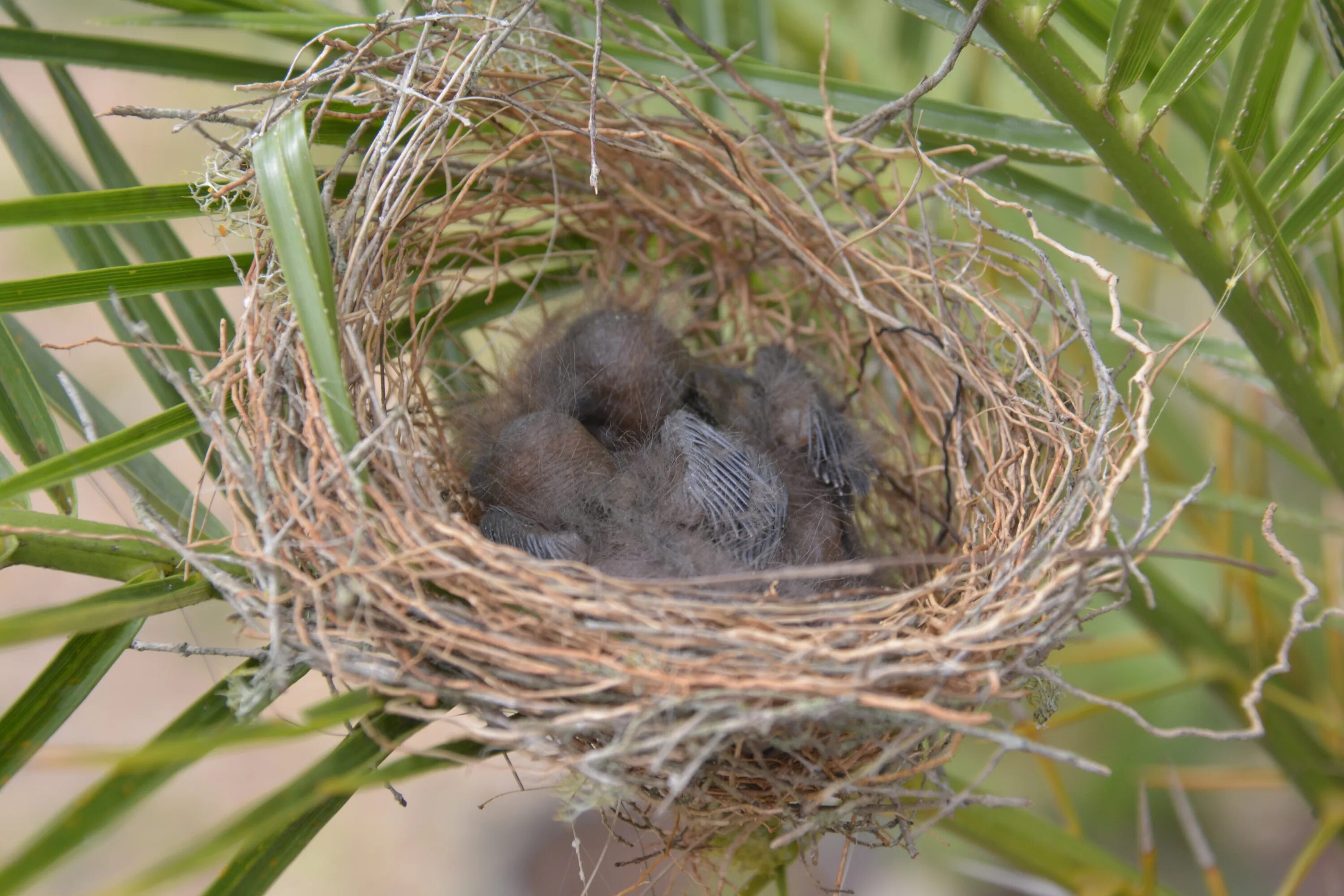 Plant nest. Птичье гнездо. Разнообразие птичьих гнезд. Гнездо для птиц.. Гнезда разных птиц.