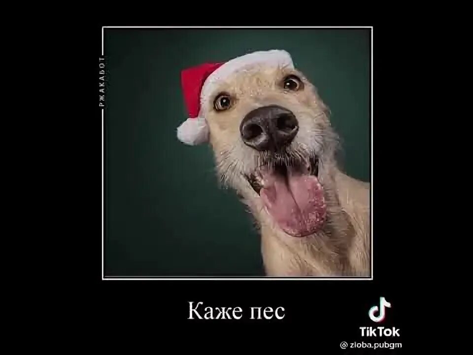 Новая песня пес. Пес будешь майонез. песня пес. пес будешь майонез dj майонез текст.