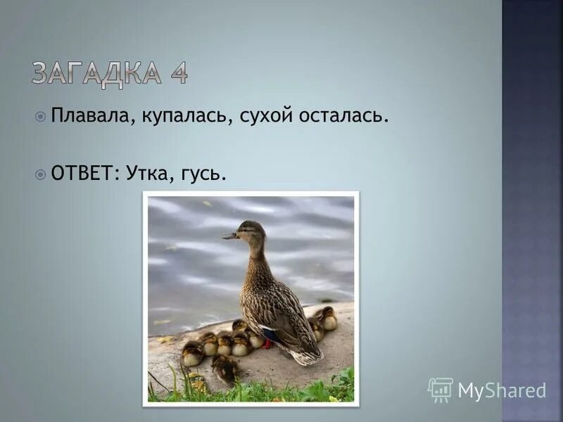 Почему утка плавает ответ. Образ жизни водоплавающих птиц. Загадка с ответом утка. Статуэтки утка lefard. От чего утка плавает ответ.