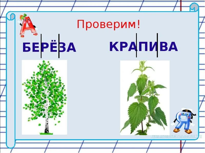 Береза крапива. Береза на слоги. Крапива разделить на слоги. Схема слова береза 1 класс.