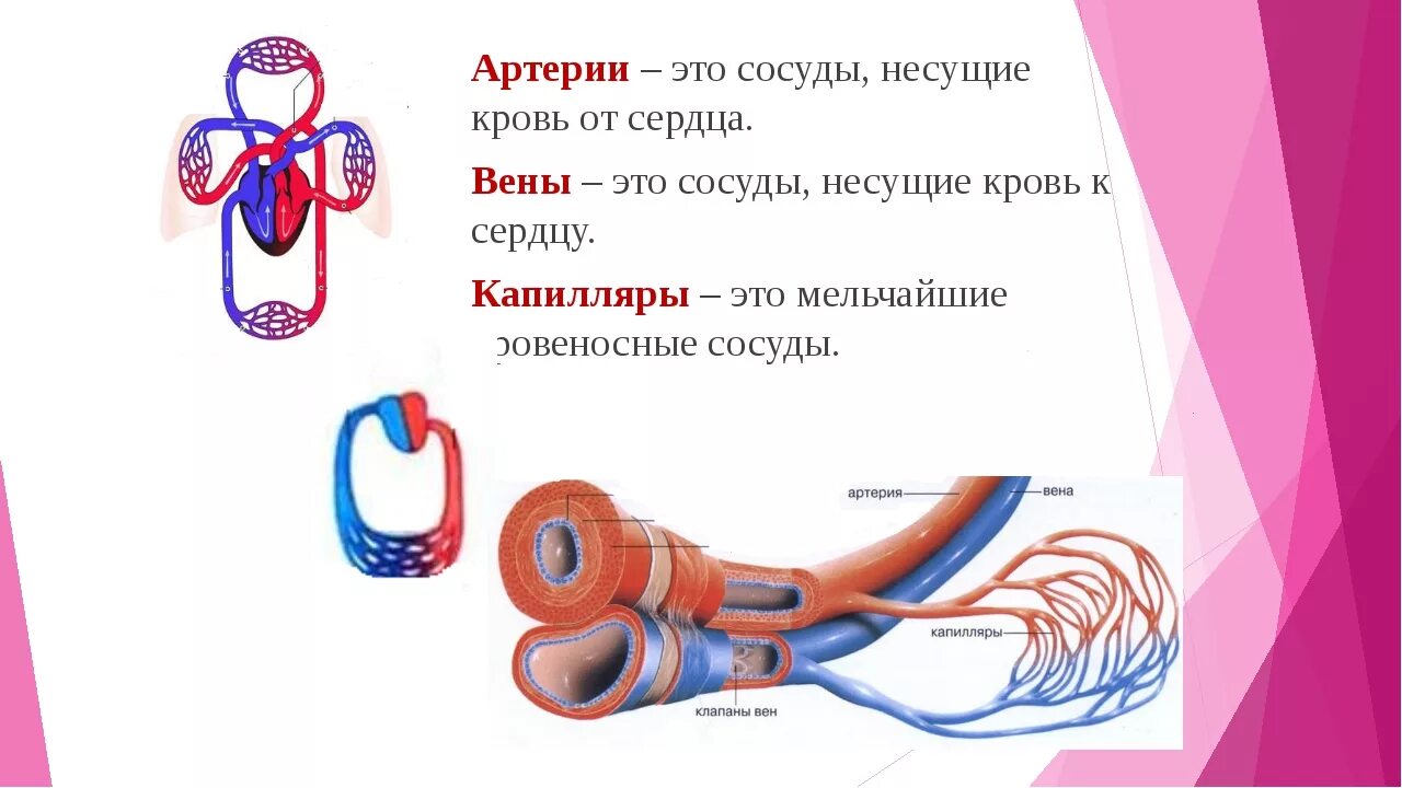 Кровеносные сосуды несущие кровь от сердца к органам. Кровеносные сосуды человека схема артерии вены. Вены артерии капилляры 8 класс биология. Что такое Вена артерия капилляр 3 класс.