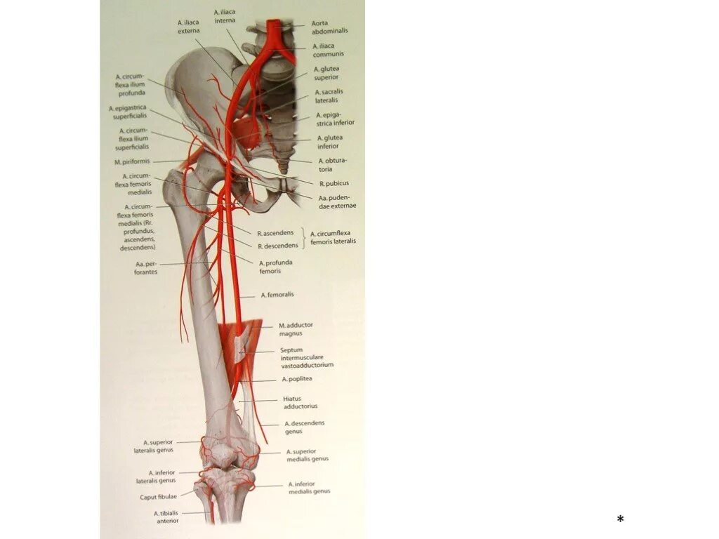 Бедренная артерия кт анатомия. Артерии ноги анатомия. Артерии нижней конечности. Артерии нижней конечности анатомия. Артерии нижней конечности бедренная