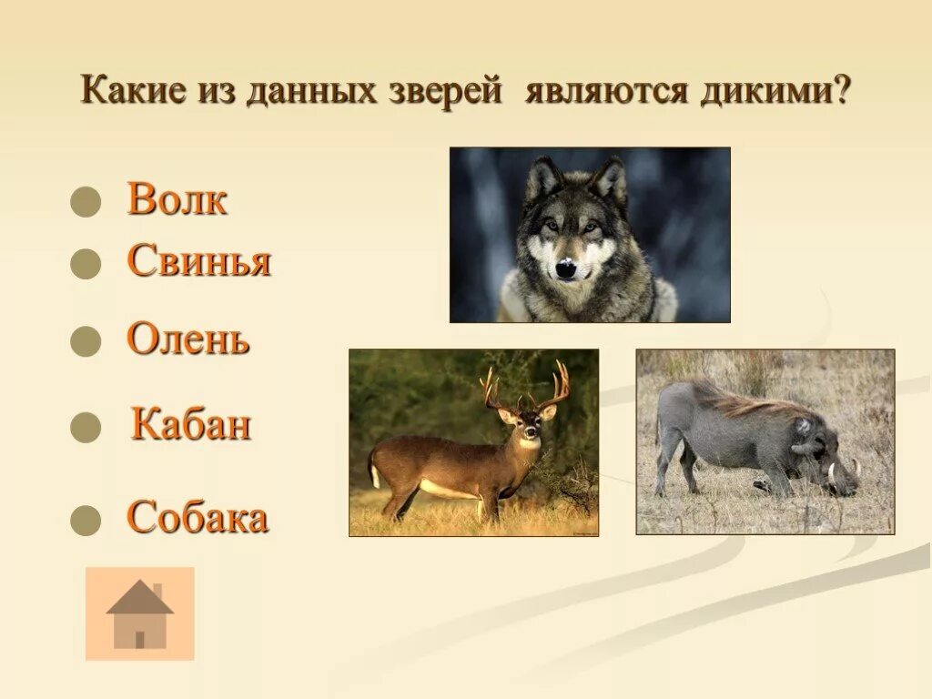 Кто является диким животным. Кто не является зверем. Кто считается зверем. Какие звери считаются божественными. Оказался диким зверем