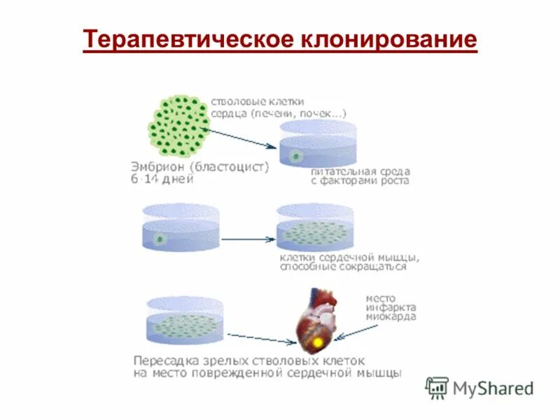 Как клонировать блоки