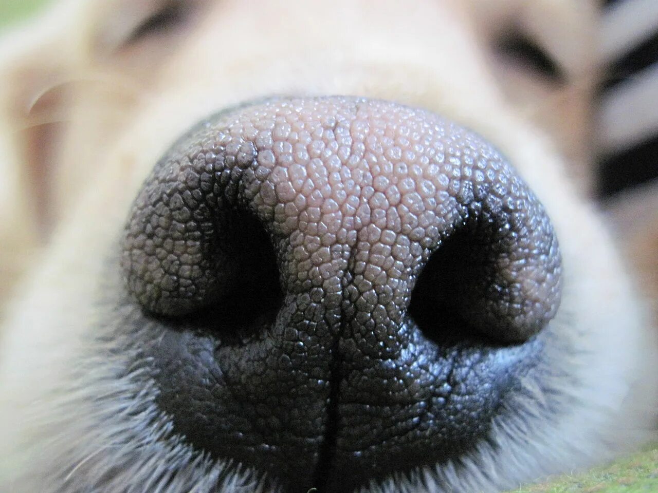 Как выглядит нос собаки Dog nose, Dog facts, Fun facts about dogs