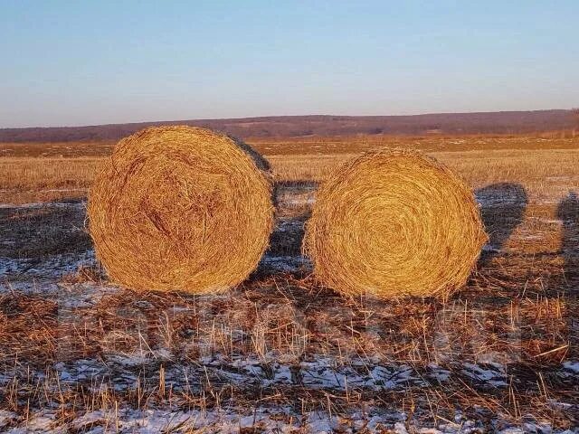 Соевое сено. Сено солома в тюках. Соевая солома. Сено в уссурийске. Солома пшеницы.