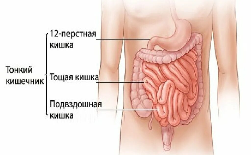 Кишка тонка значение. Тонкий кишечник анатомия человека. 12 перстная тощая и подвздошная кишка. тонкая кишка анатомия строение. тонкая кишка 12 перстная анатомия.