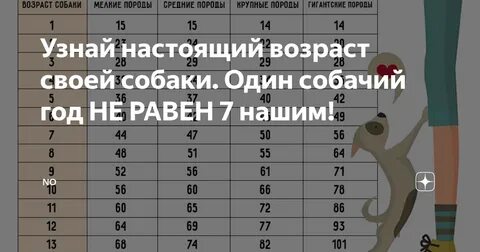 Сколько идет 1 год собаки
