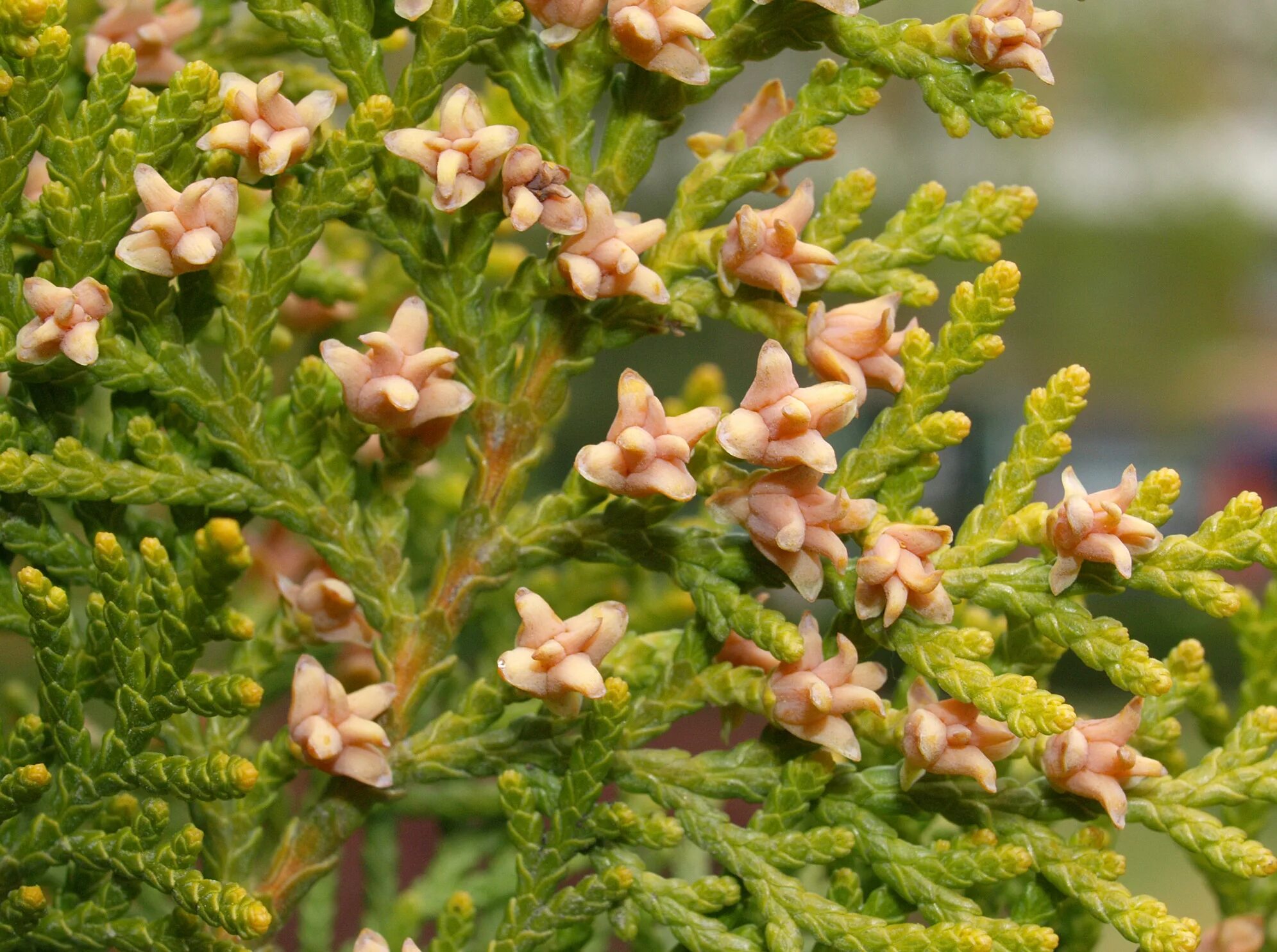 Platycladus orientalis aurea nana variegata. Platycladus orientalis. плосковеточник platycladus. плосковеточник (platycladus orientalis (l.) franco) шишки. biota orientalis.