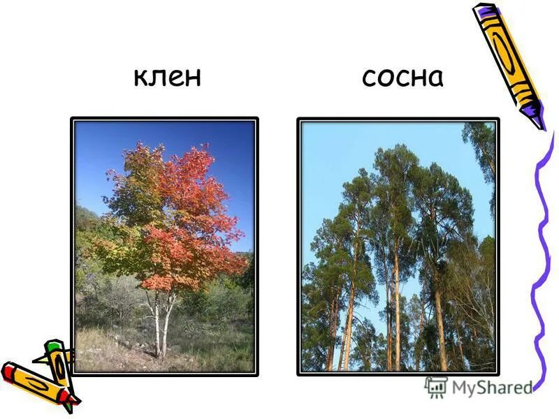 деревья береза клен рябина. клен сравнение. сосна клен. сосна клен. клен в лесу.