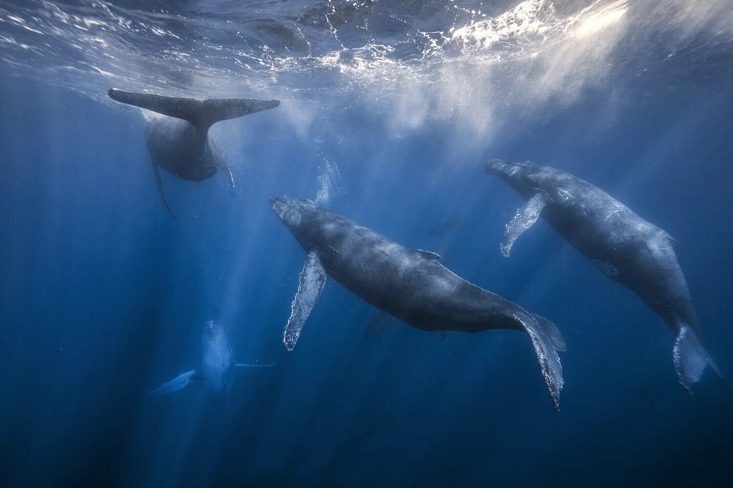 Кит Горбач. Горбатый кит группа. Киты китообразные. Красивый кит.