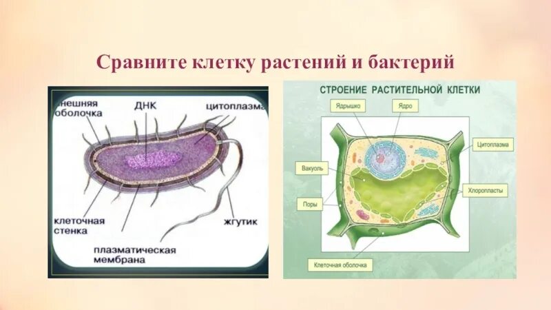 Сравнение бактерий и растений. Сравнить строение клетки растений и клетки бактерий. Сходство клетки бактерии и клетки растений. Сравнить клетку растений и бактерий. Сравнение растительной и бактериальной клетки.