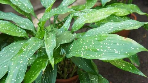 Iron plant
