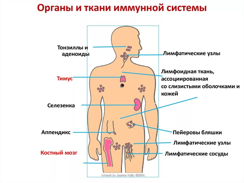 Иммунная система состоит из. Лимфатические узлы иммунная система. Схема строения органов иммунной системы. Лимфоидная ткань органов иммунной системы. Иммунная система органы и клетки иммунной системы.