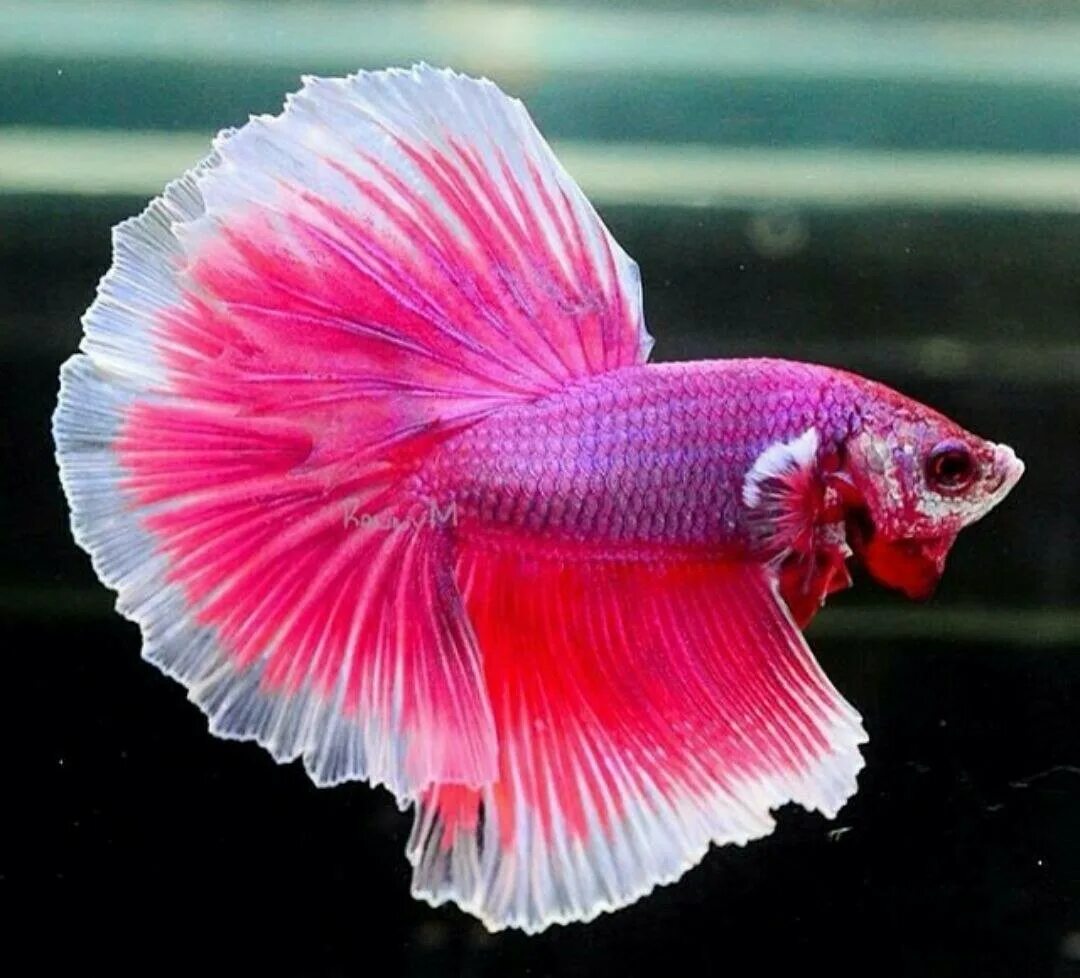 Аквариумные рыбки петушки. Петушок бетта спленденс. Петушок бетта спленденс. Петушки халф мун дамбо. Рыбка петушок бетта.