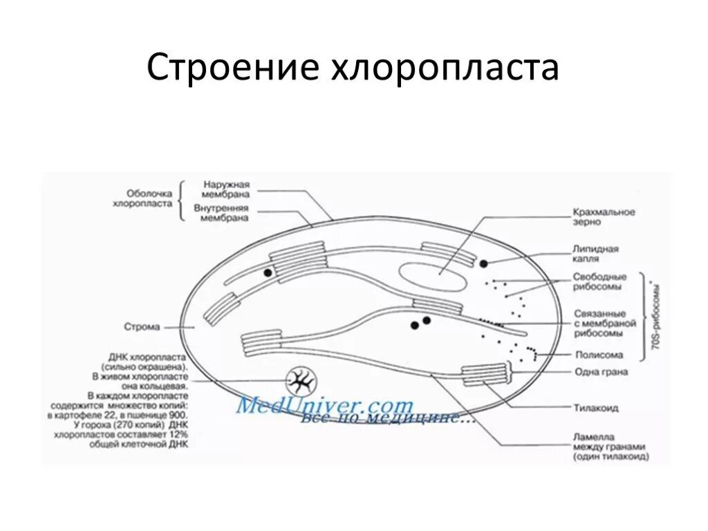 Компонентов хлоропластов. Строение хлоропласта ЕГЭ. Строение внутренней структуры хлоропластов. Строение хлоропласта из ЕГЭ. Строение хлоропласта ЕГЭ биология.