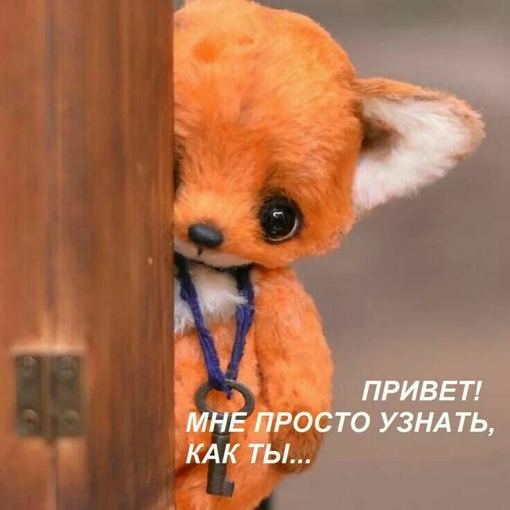А про меня забыли открытка. Ведь я уже забыл привет. Привет мне просто узнать как ты лисенок. Кот на окне. А куда все подевались смешные картинки.
