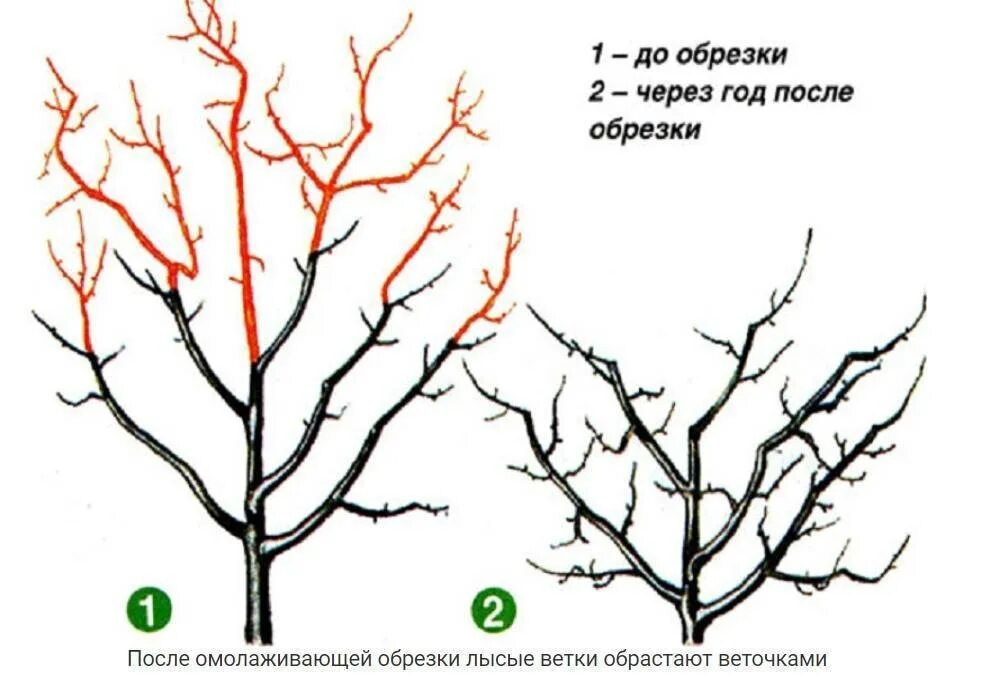 Как подрезать сливу