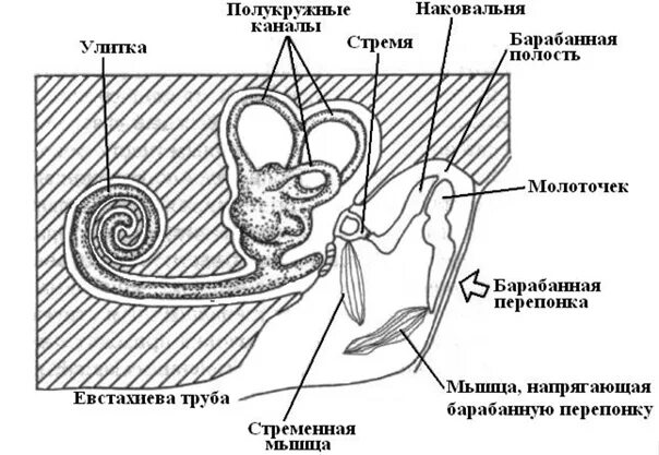 Строение органа слуха пресмыкающихся. Строение органа слуха млекопитающих. Строение внутреннего уха млекопитающих. Пресмыкающиеся строение уха.