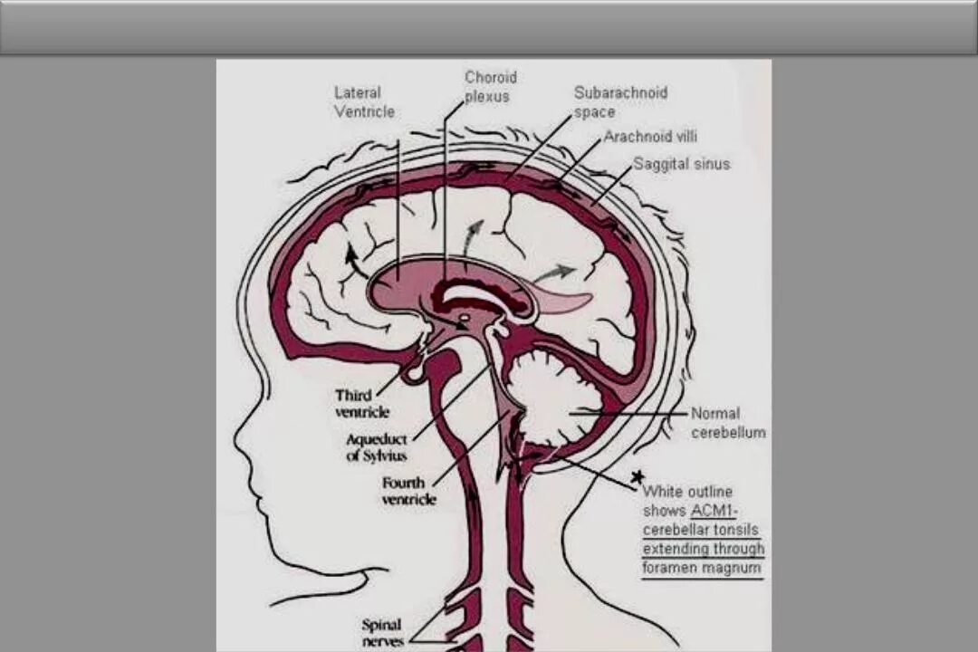 Дцп мозг. Схема системы циркуляции цереброспинальной жидкости.. Циркуляция ликвора схема. Спинномозговая жидкость функции схема циркуляции. Схема оттока цереброспинальной жидкости.