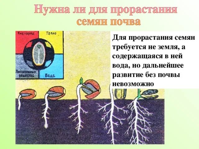 Какие еще условия необходимы для прорастания семян. Условия прорастания семян. Факторы прорастания семян. Условия необходимые для прорастания семян. Условия влияющие на прорастание семян.