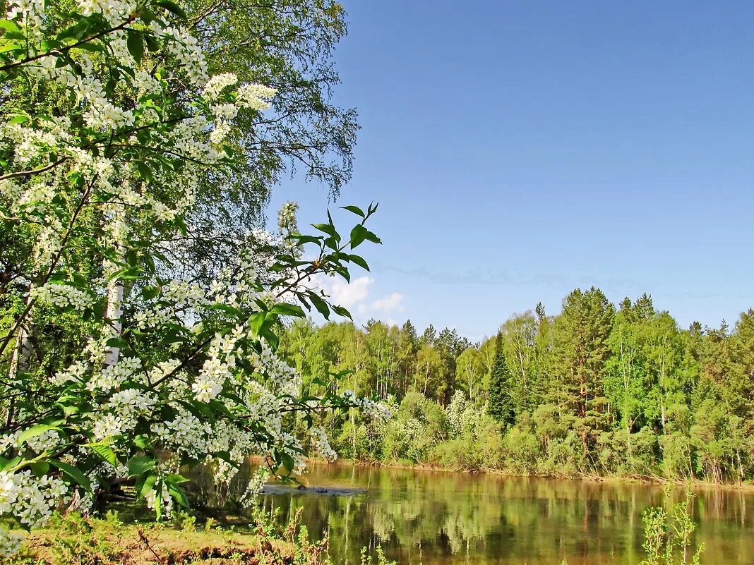 суходрев (приток шани). черёмуха душистая цветет. река черемуха ярославская область. черемуха у ручья. черемуха дерево родина.