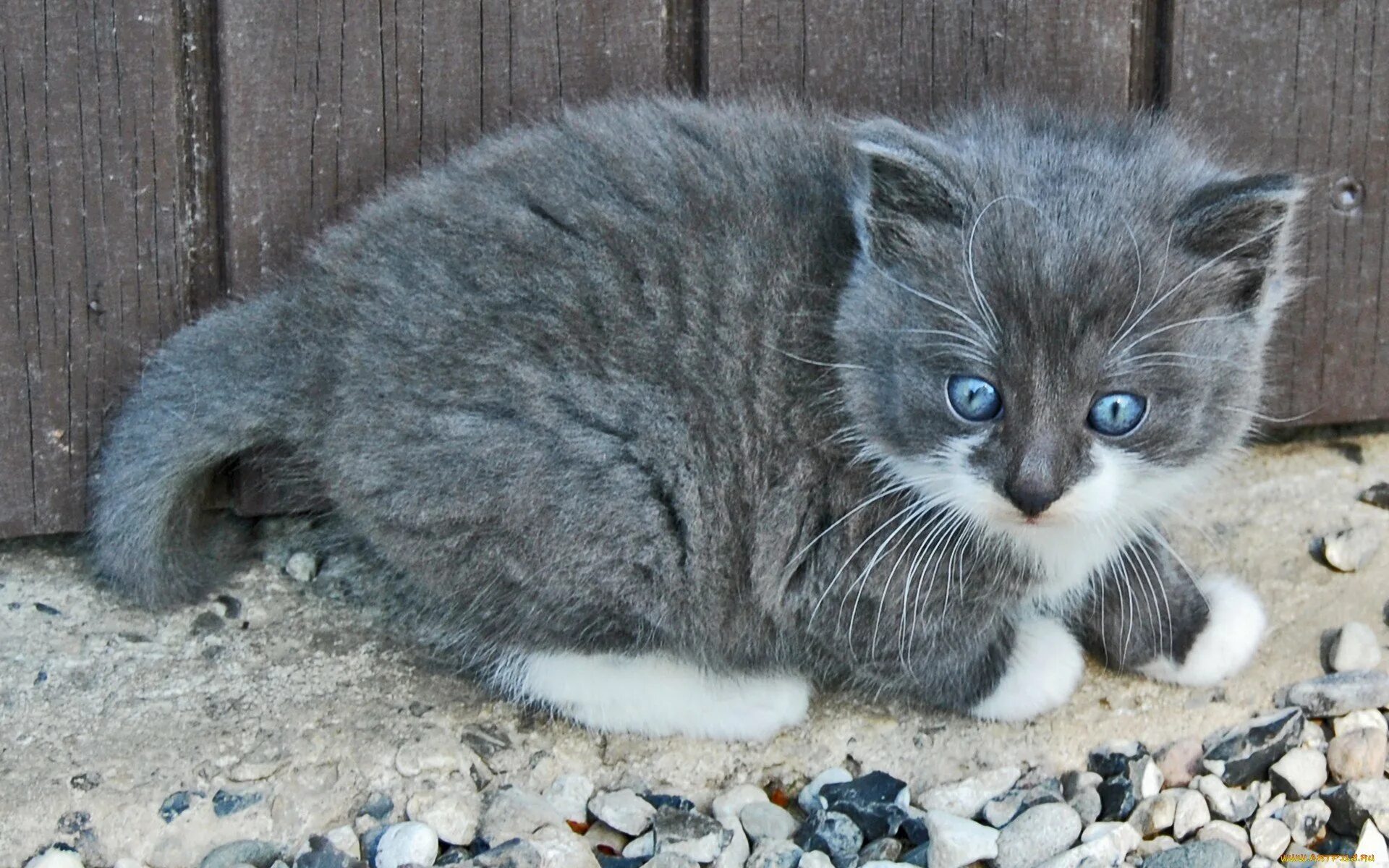 Кошки бело серого окраса. Серо-белый котёнок. Серый котёнок. Бело серая кошка. Бело серый котенок.