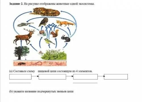 Составить пищевую цепь из 4 звеньев. Схема пищевой цепи из 4 компонентов. Составление схем передачи веществ и энергии цепей питания. Пищевая цепь состоящая из 4 звеньев. Пищевая цепочка из 4 элементов.