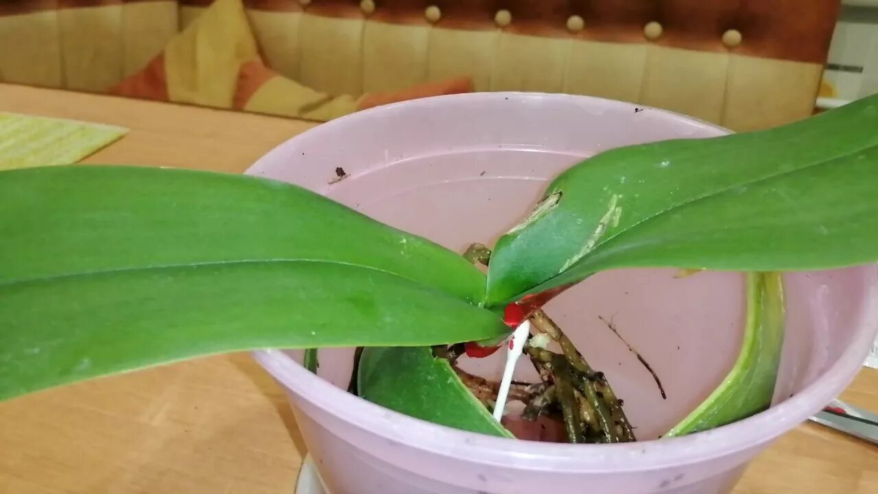 Фаленопсис полив. Коктейль с орхидеей. Трипсы на орхидеях фаленопсис. Опрыскивание орхидей. Обработка орхидеи.