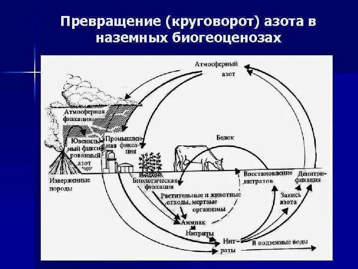 Превращение соединений азота. Нитрификация круговорот азота. Цикл превращения азота. Превращение микроорганизмами соединений азота. Круговорот азота в наземных биогеоценозах.