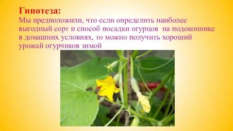 Гипотеза предложение