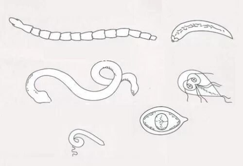 Паразитические черви рисунки