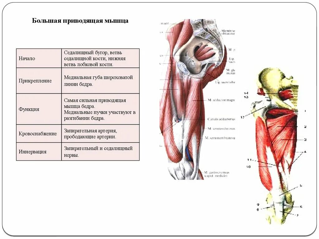 Функции приводящих мышц. Мышцы бедра функции и иннервация. Иннервация медиальной группы мышц бедра. Кровоснабжение прямой мышцы бедра. Мышцы приводящие бедро таблица.