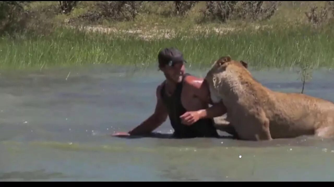 После нападения льва получил. Львица нападает на человека.
