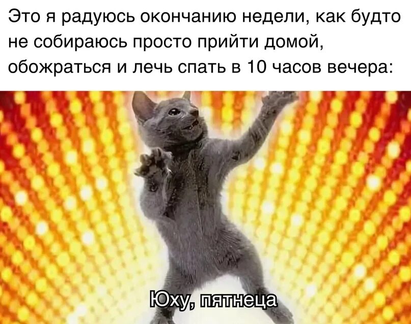 Танцующая кошка. Танец кошек музыка. Котенок в прыжке. Танец кошек музыка. Кот танцует.