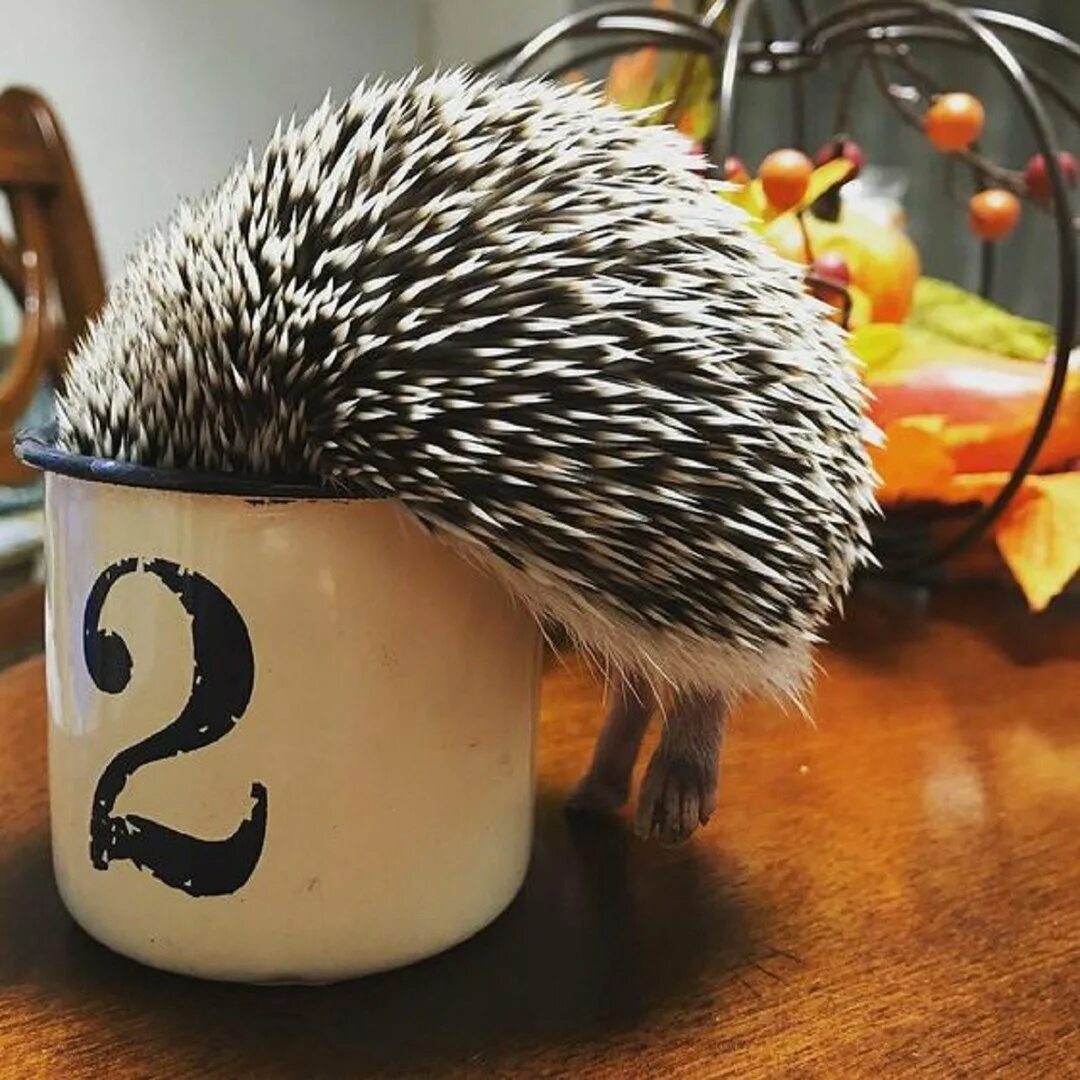Соль еж